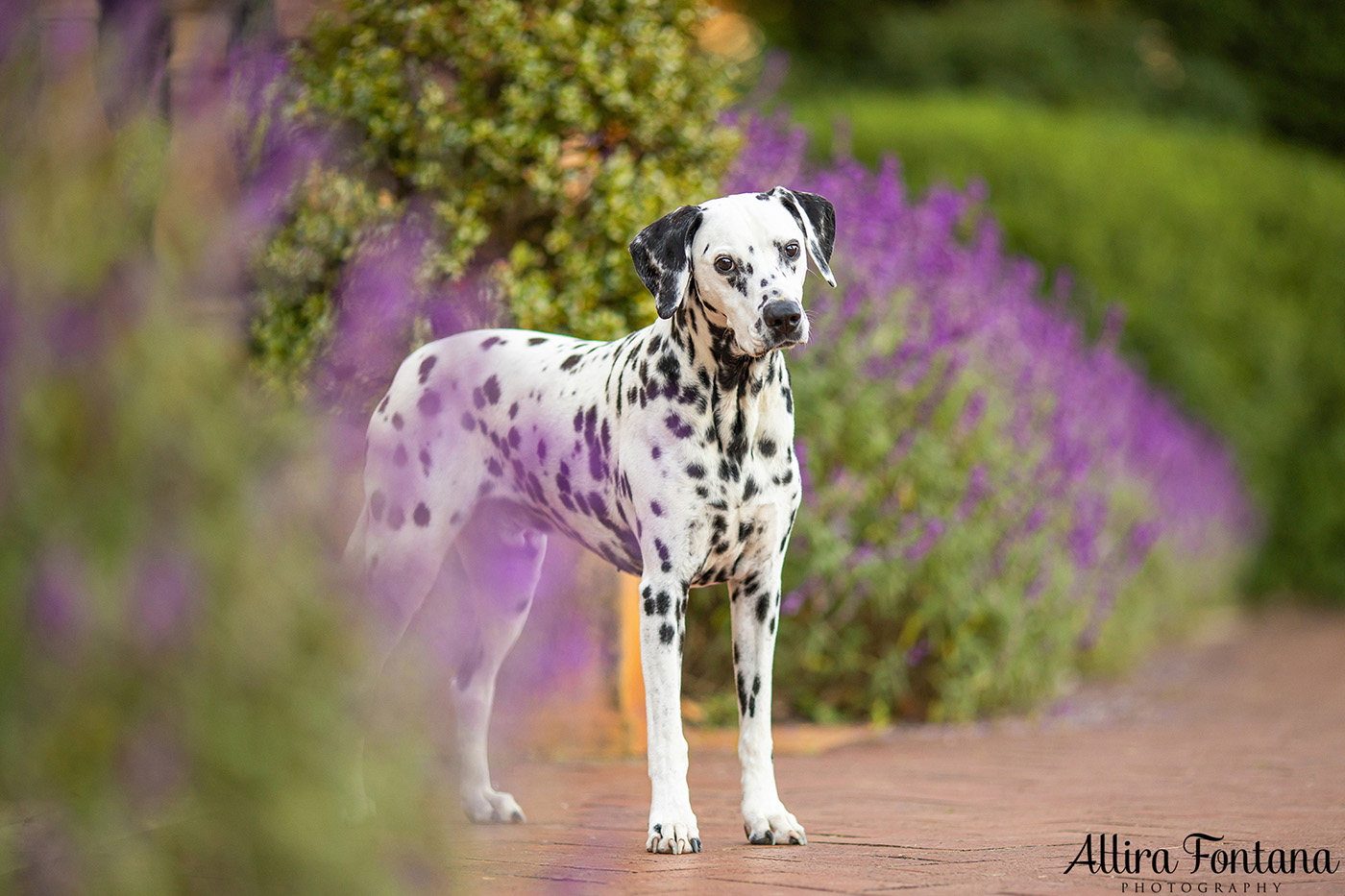 Spirit's photo session at Fagan Park in Galston 