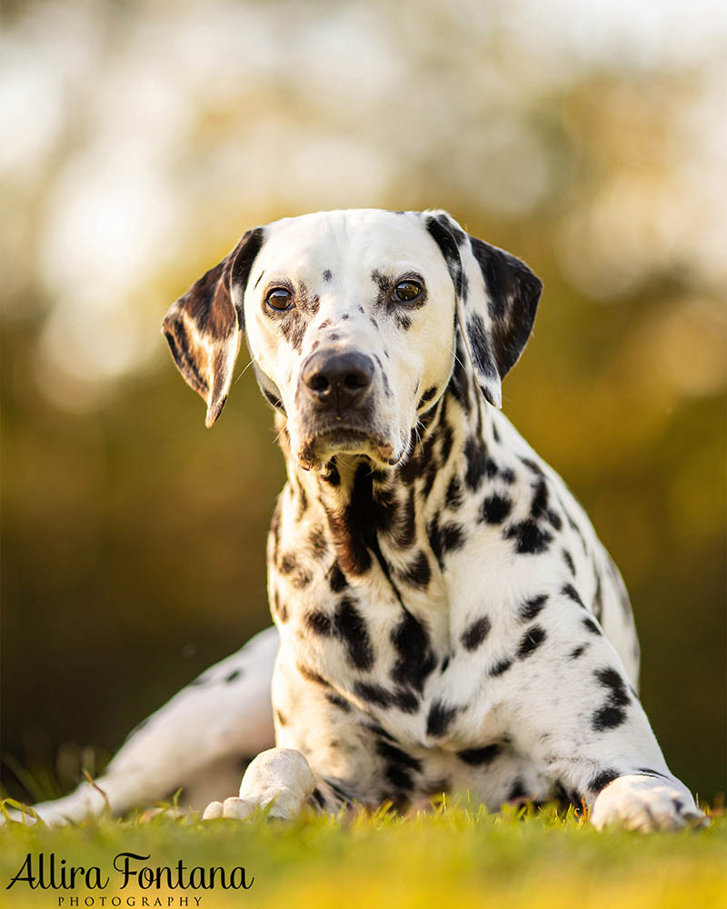 Spirit's photo session at Fagan Park in Galston 