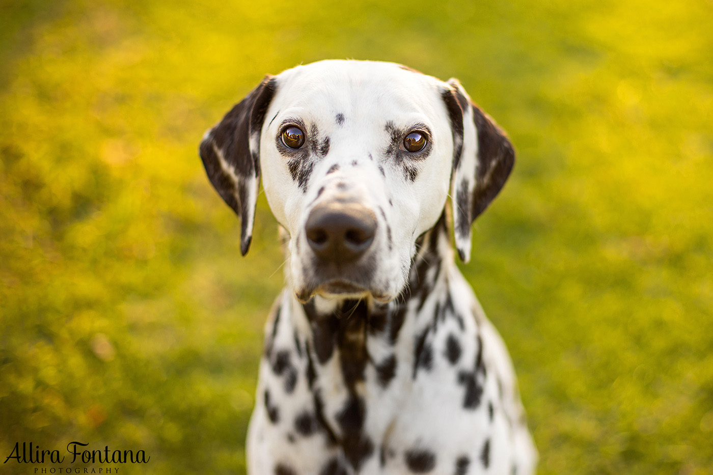 Spirit's photo session at Fagan Park in Galston 