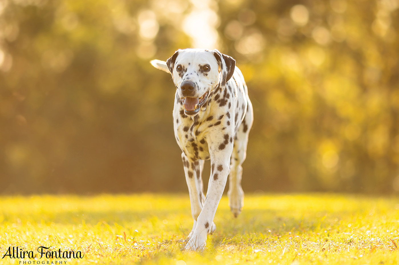 Spirit's photo session at Fagan Park in Galston 