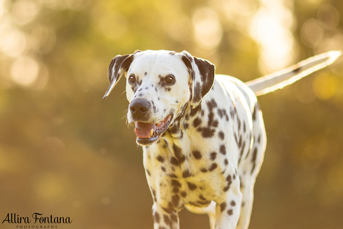 Spirit's photo session at Fagan Park in Galston 