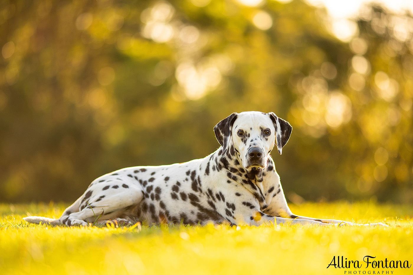 Spirit's photo session at Fagan Park in Galston 