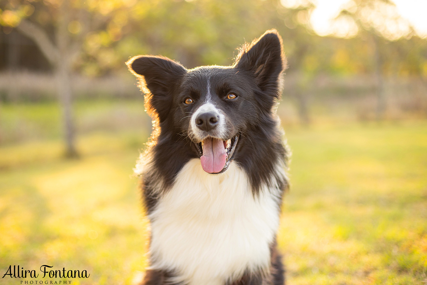 Rusty, Riot and Loki's photo session at Rouse Hill Regional Park 