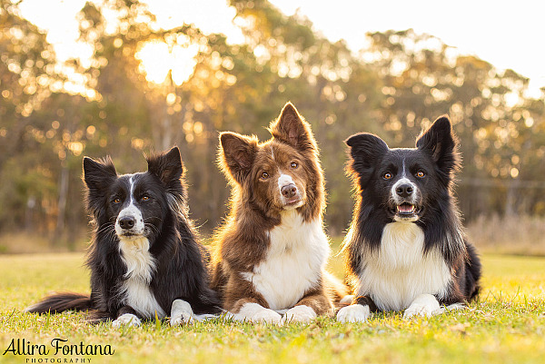 Rusty, Riot and Loki's photo session at Rouse Hill Regional Park