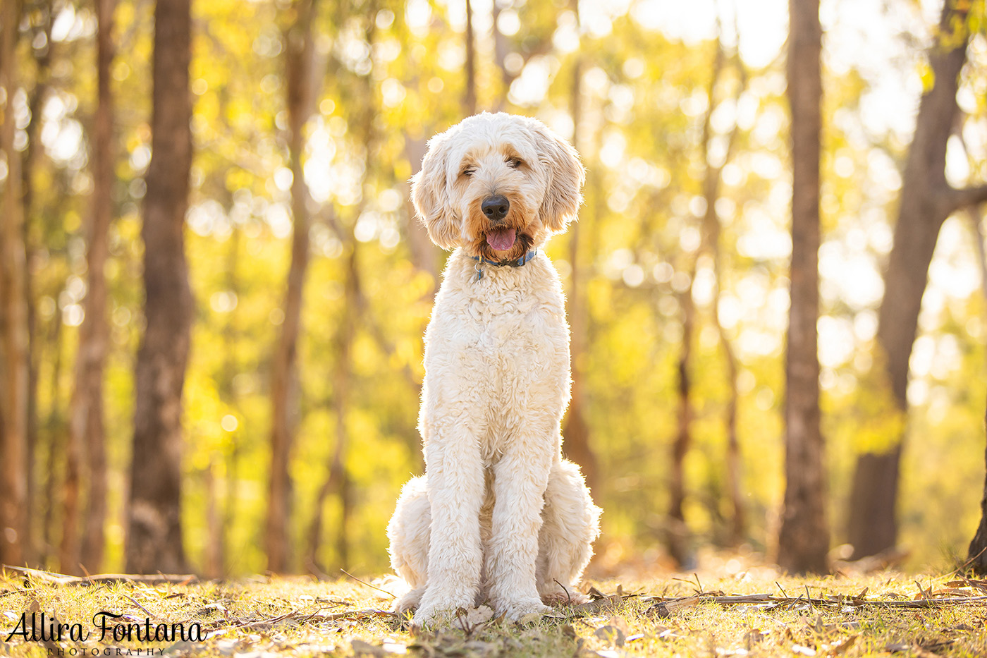 Finnigan's photo session at Rouse Hill Regional Park 