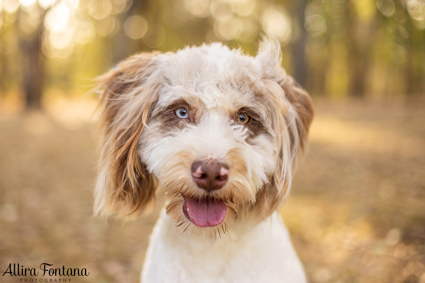 Pippa and Sadie's photo session at Rouse Hill Regional Park 