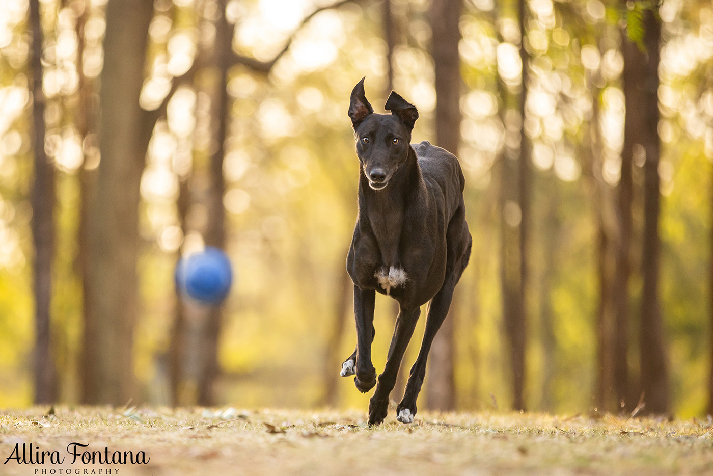 Pippa and Sadie's photo session at Rouse Hill Regional Park 