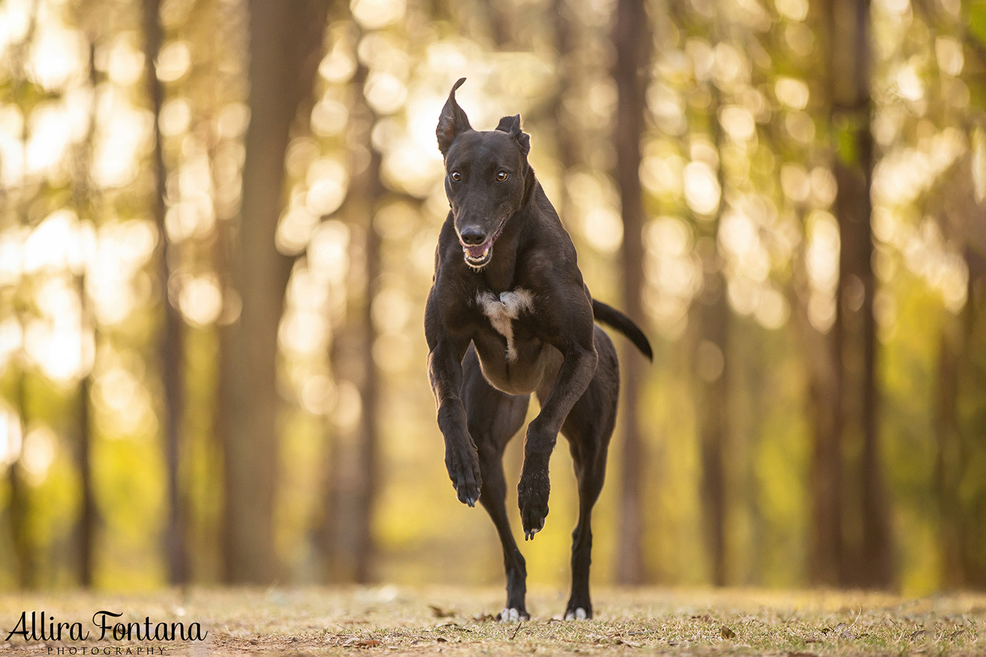 Pippa and Sadie's photo session at Rouse Hill Regional Park 