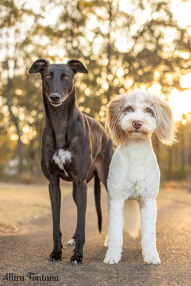 Pippa and Sadie's photo session at Rouse Hill Regional Park 