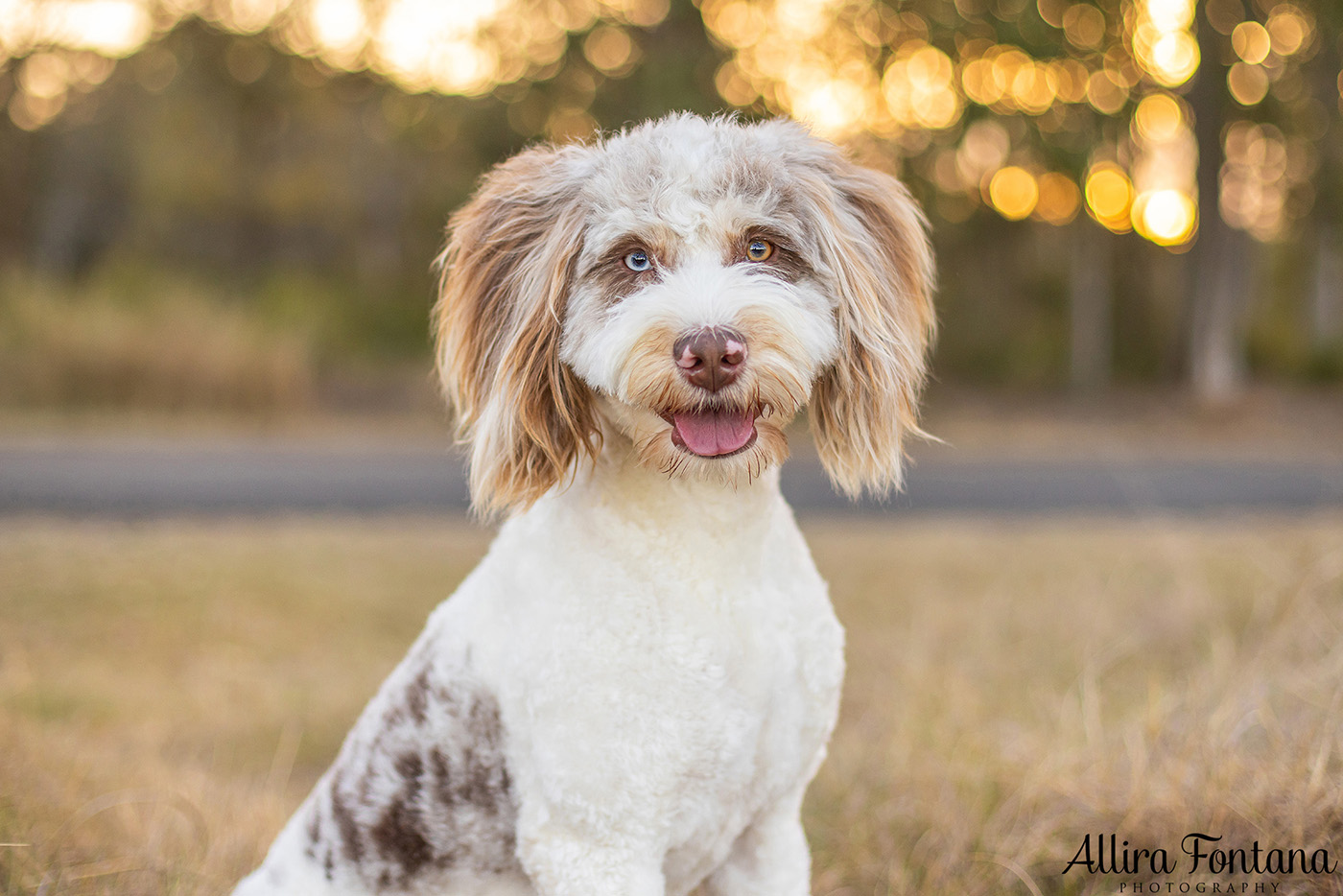 Pippa and Sadie's photo session at Rouse Hill Regional Park 