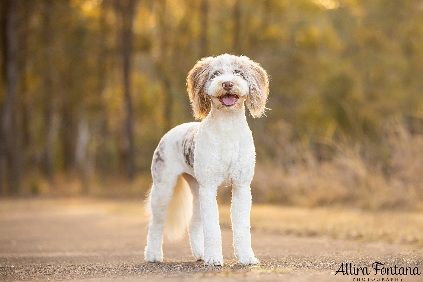 Pippa and Sadie's photo session at Rouse Hill Regional Park 