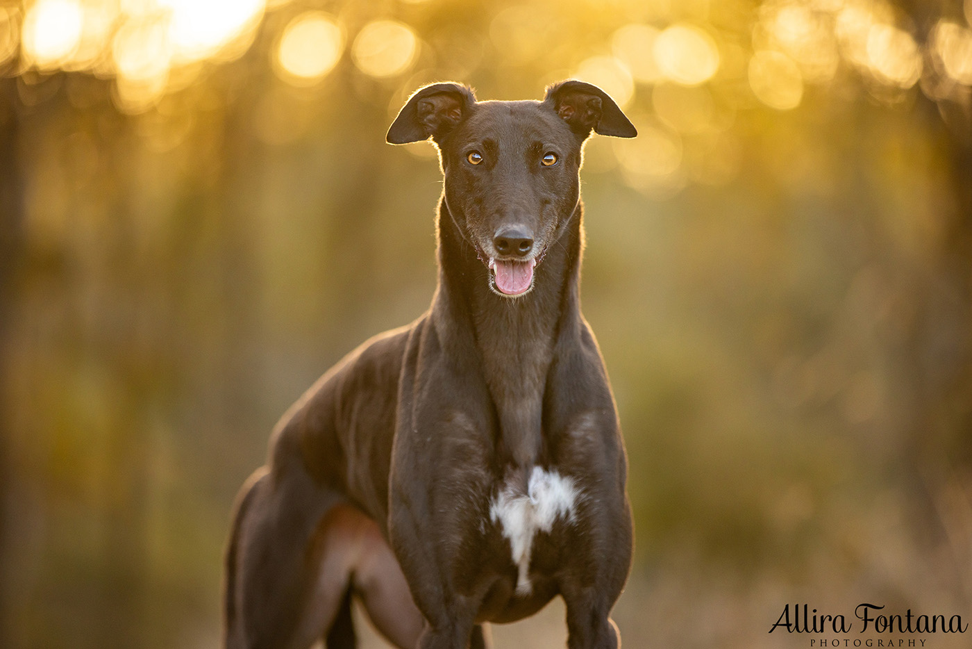 Pippa and Sadie's photo session at Rouse Hill Regional Park 