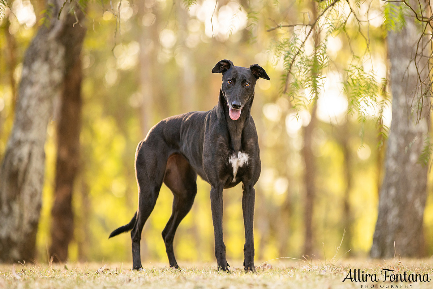 Pippa and Sadie's photo session at Rouse Hill Regional Park 