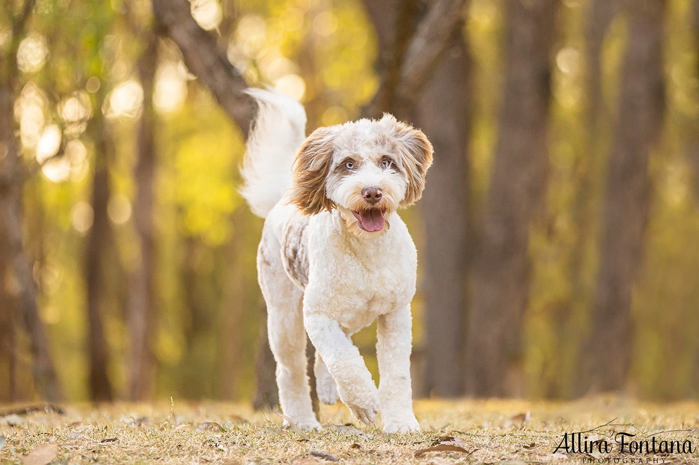 Pippa and Sadie's photo session at Rouse Hill Regional Park 