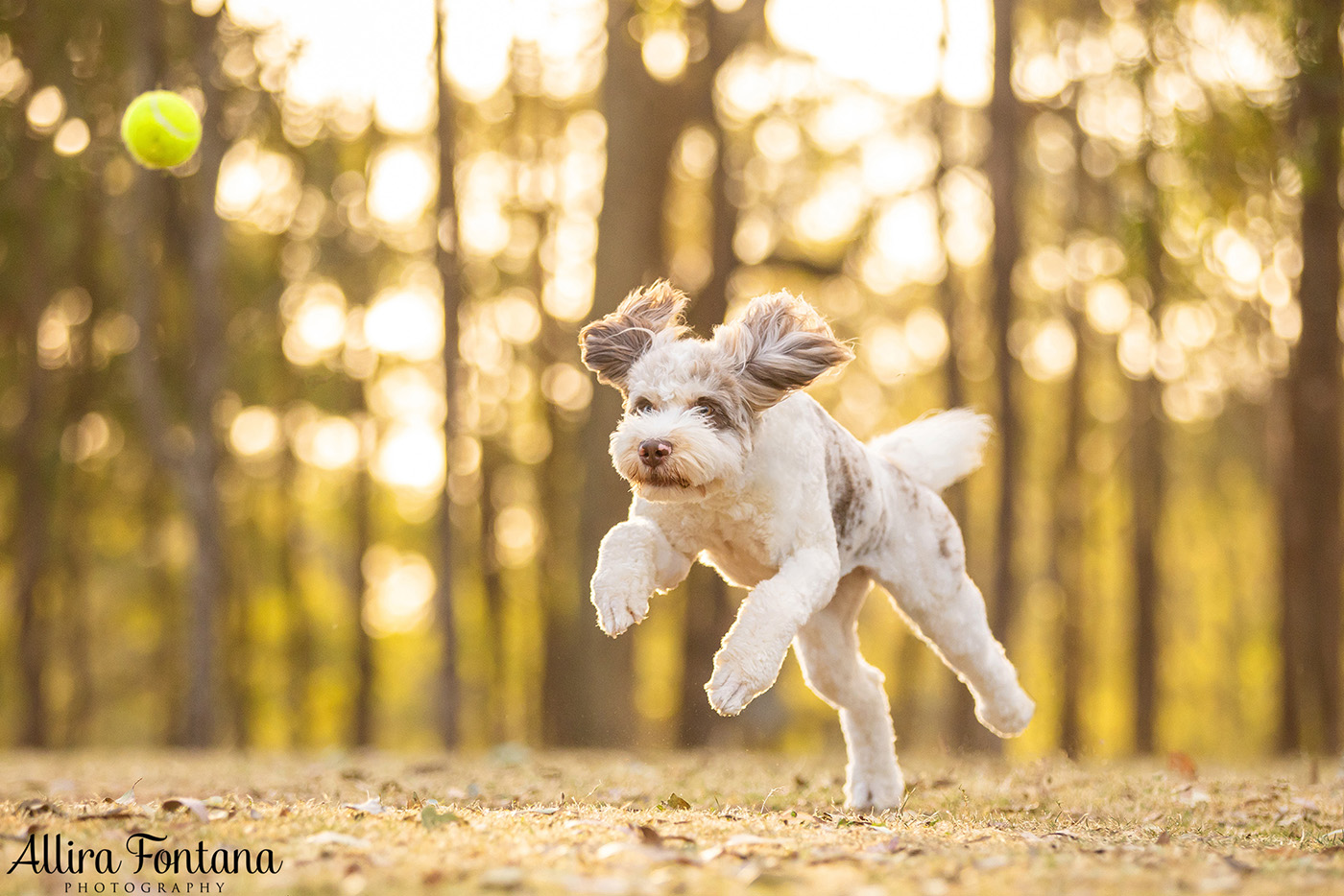 Pippa and Sadie's photo session at Rouse Hill Regional Park 