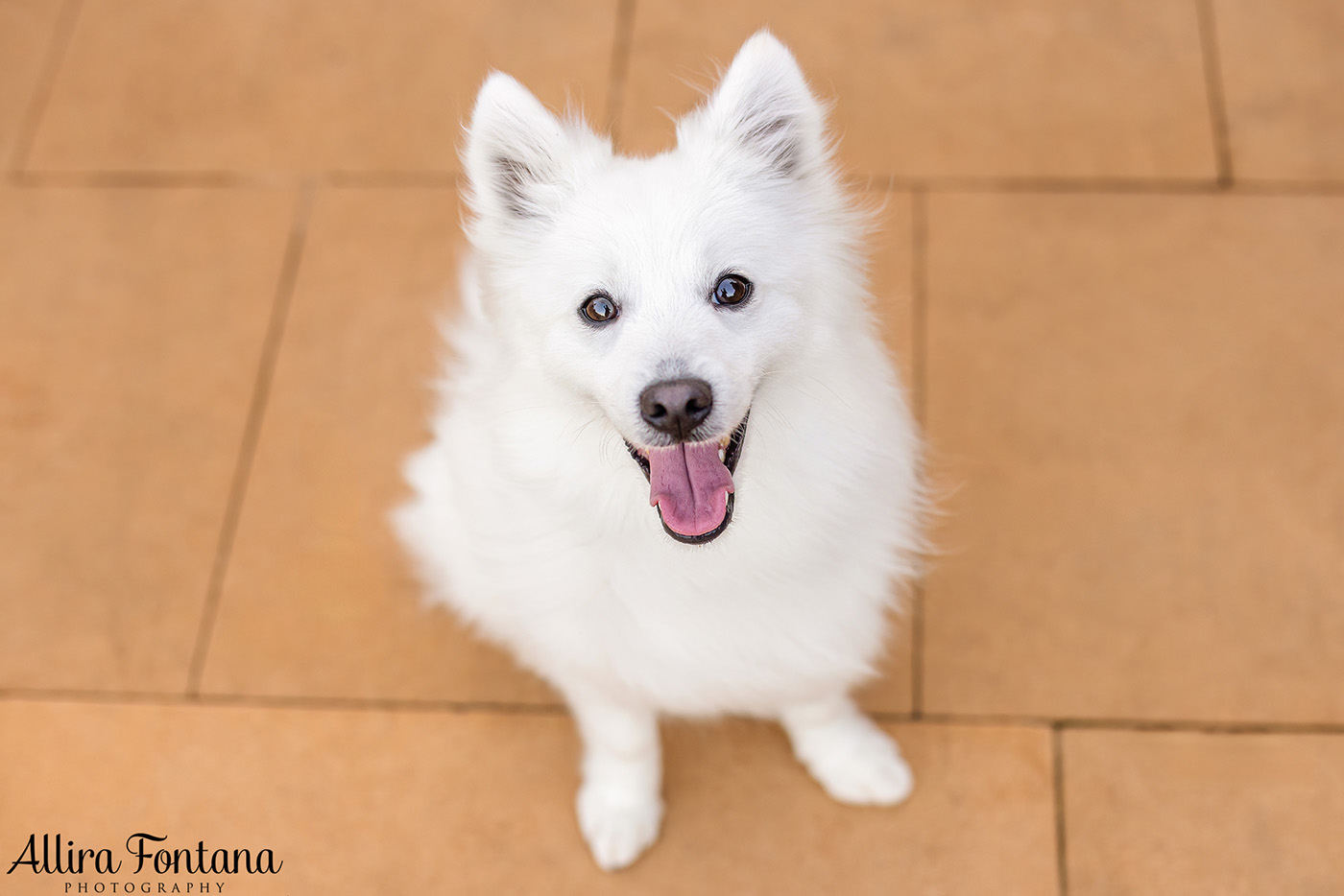 Mochi's photo session at Fagan Park 