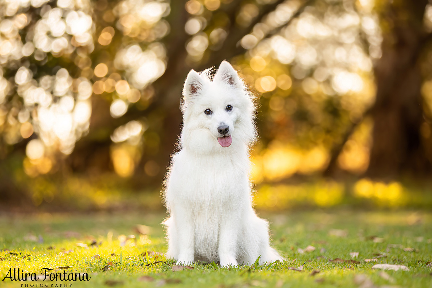 Mochi's photo session at Fagan Park 