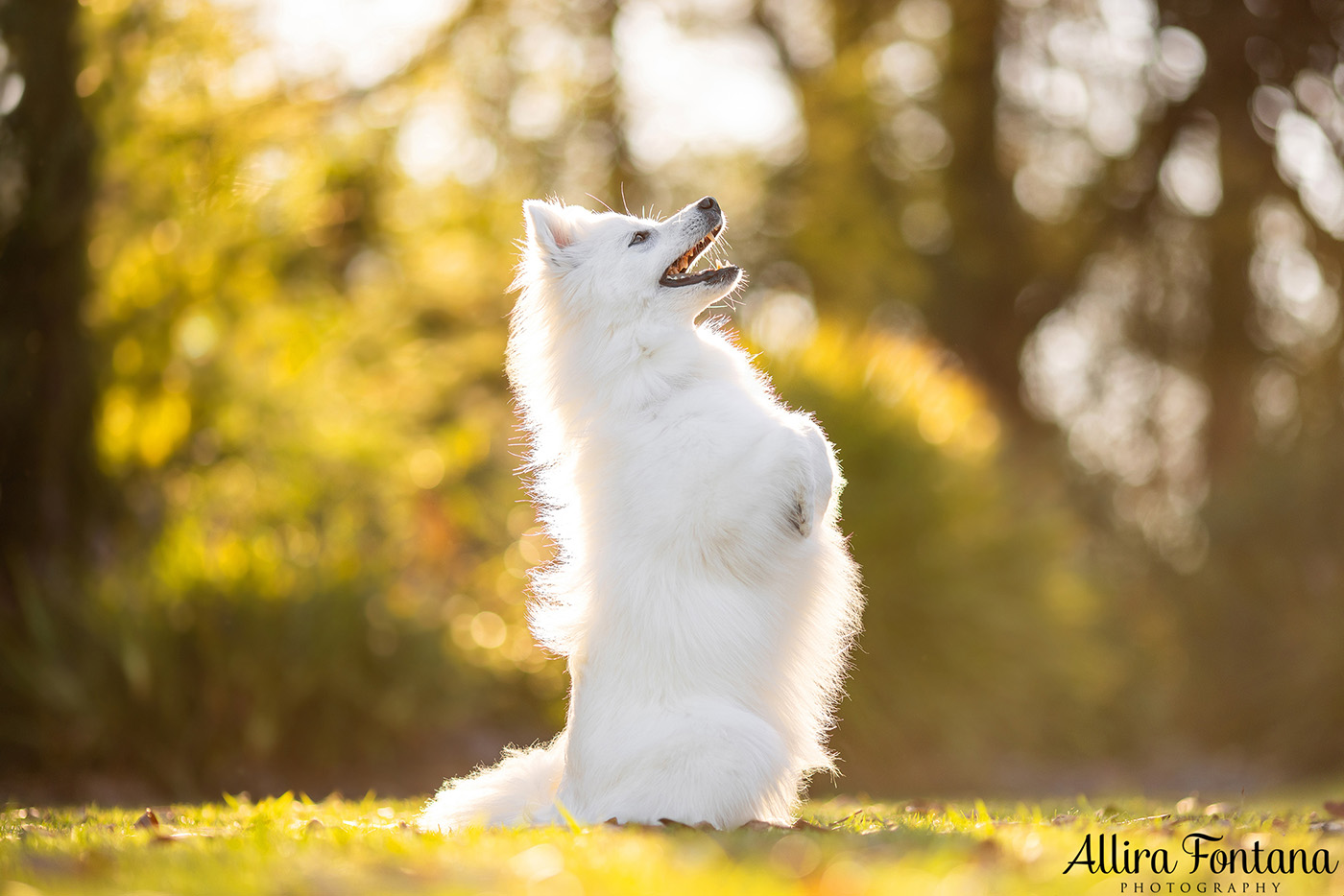 Mochi's photo session at Fagan Park 