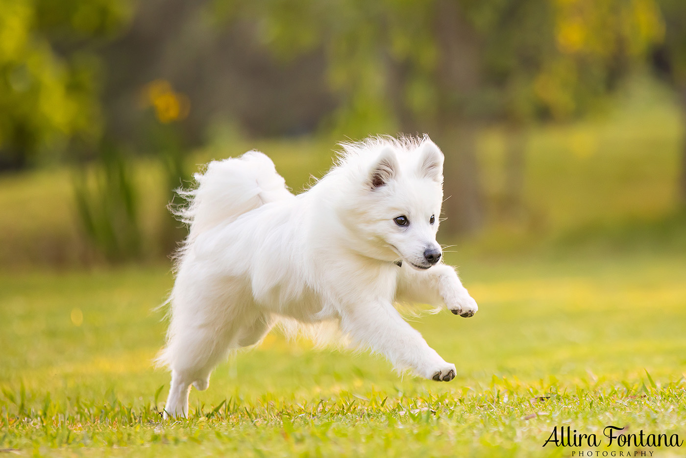 Mochi's photo session at Fagan Park 