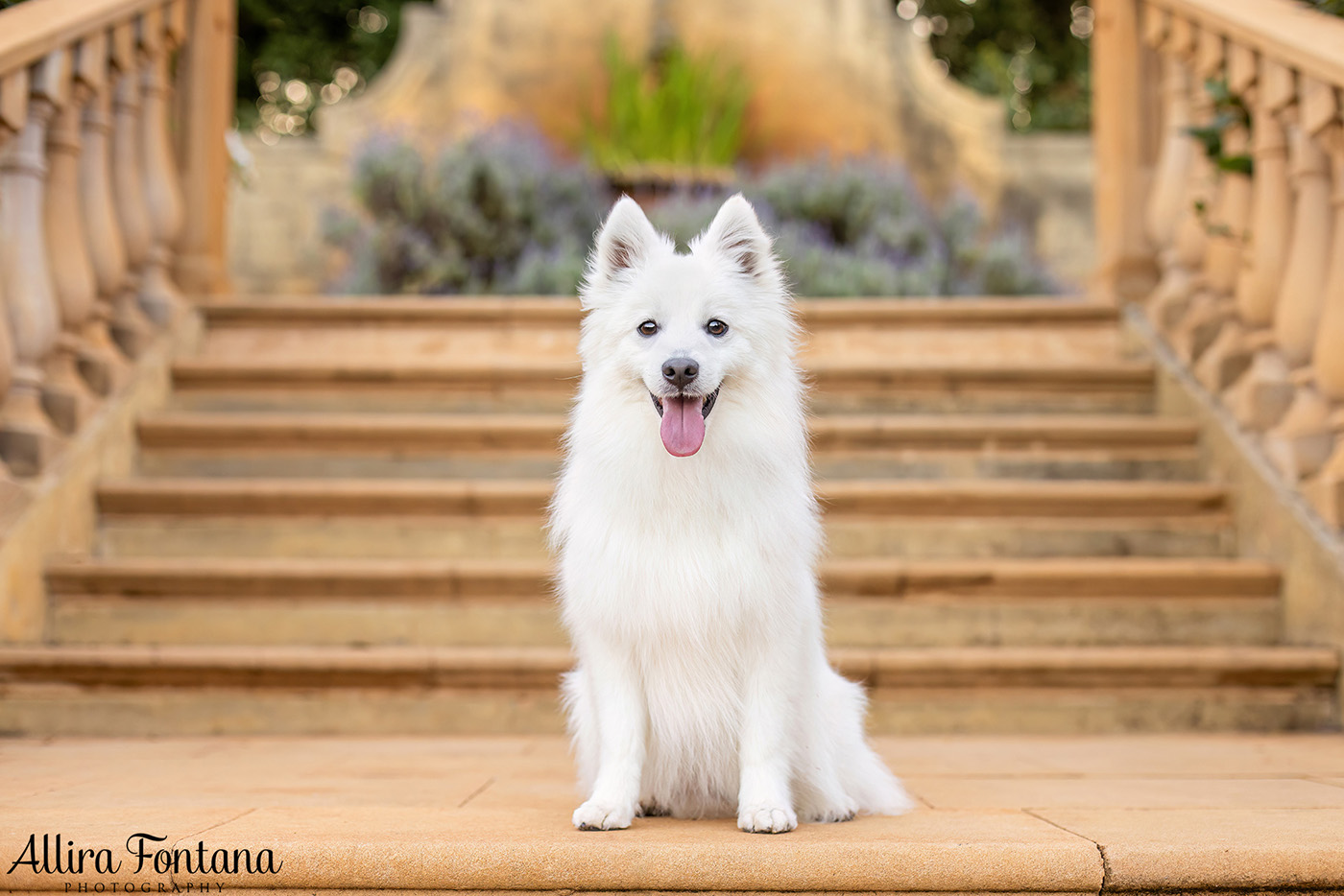 Mochi's photo session at Fagan Park 