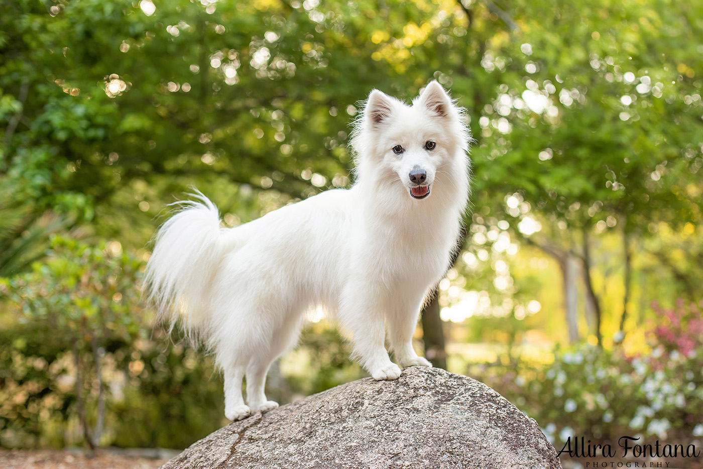 Mochi's photo session at Fagan Park 