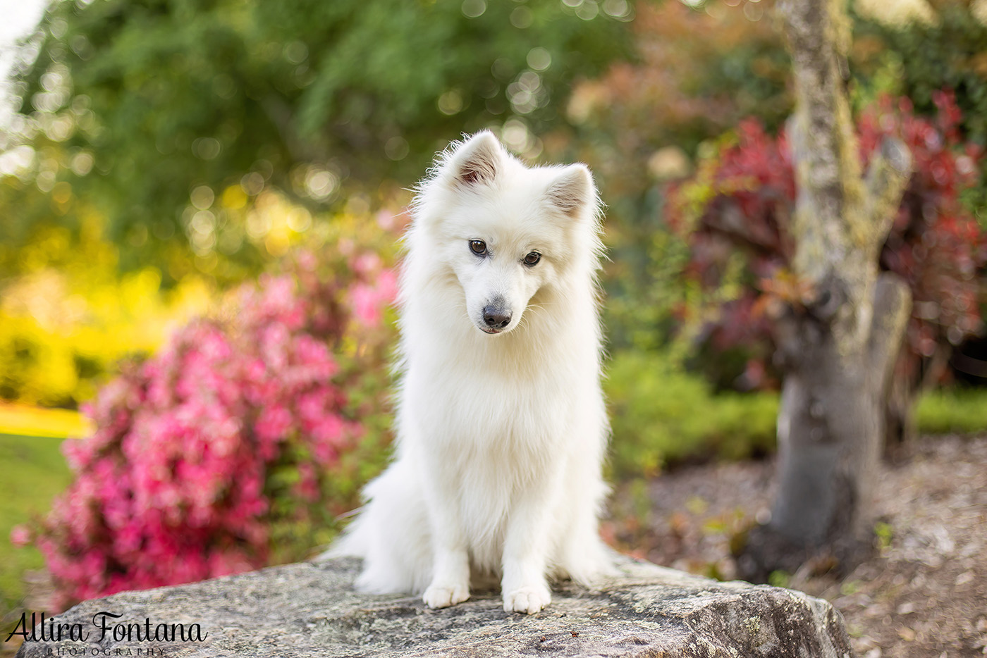 Mochi's photo session at Fagan Park 