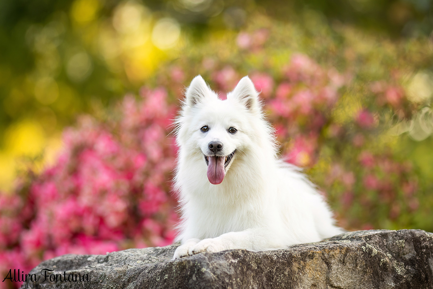 Mochi's photo session at Fagan Park 