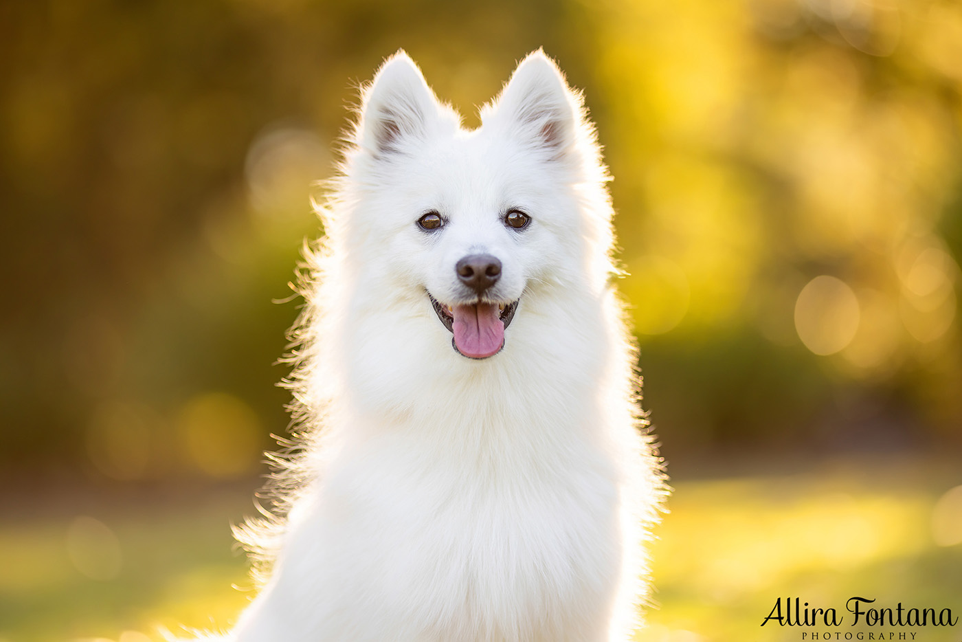 Mochi's photo session at Fagan Park 