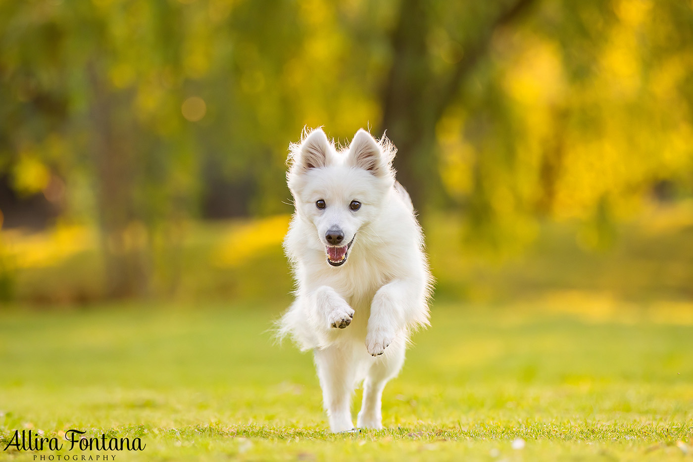 Mochi's photo session at Fagan Park 