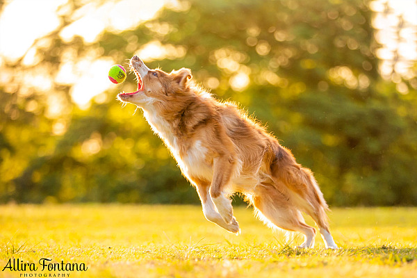 Beginners guide to taking action shots of your dog