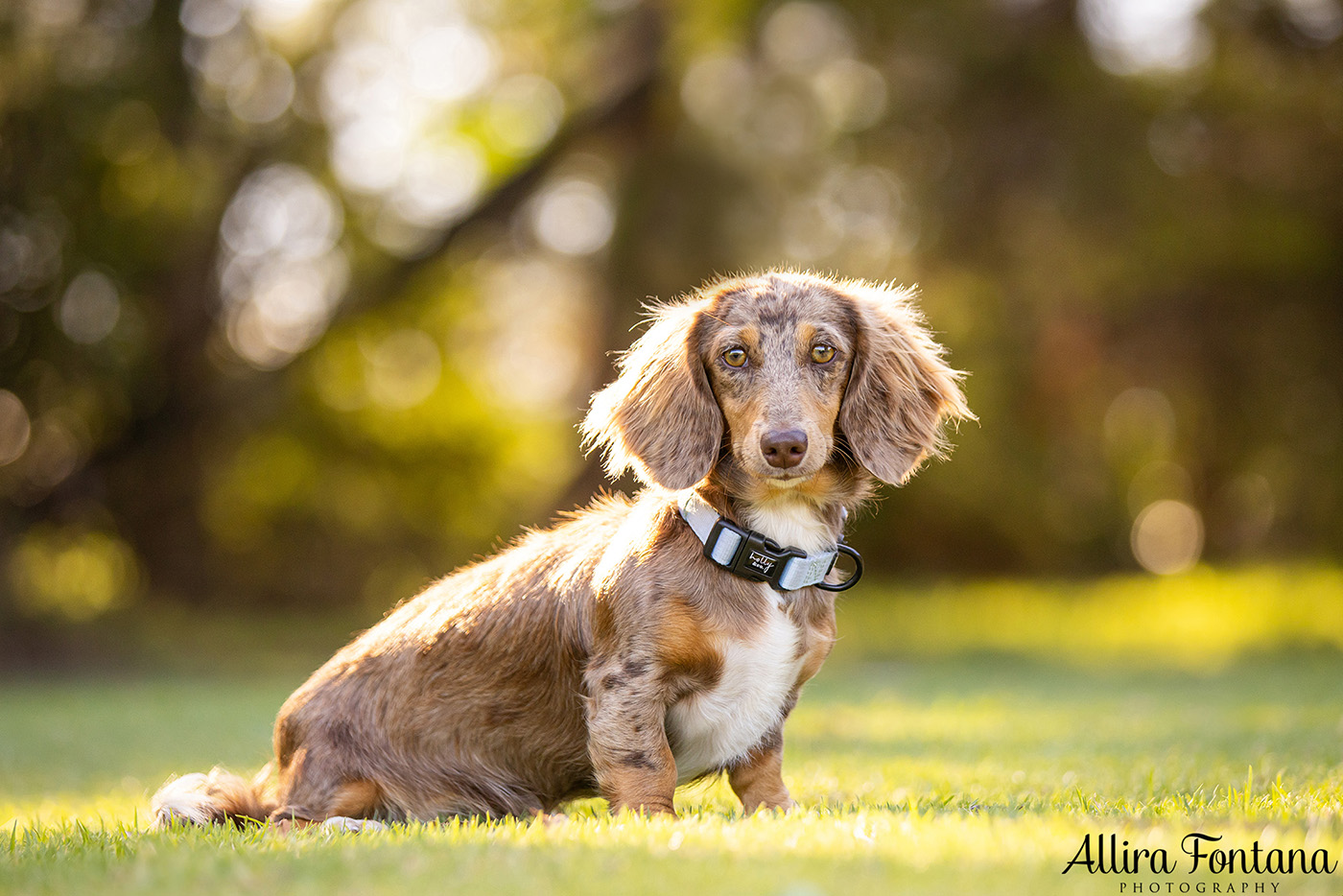 Forever Dachshund's photo session at Fagan Park 