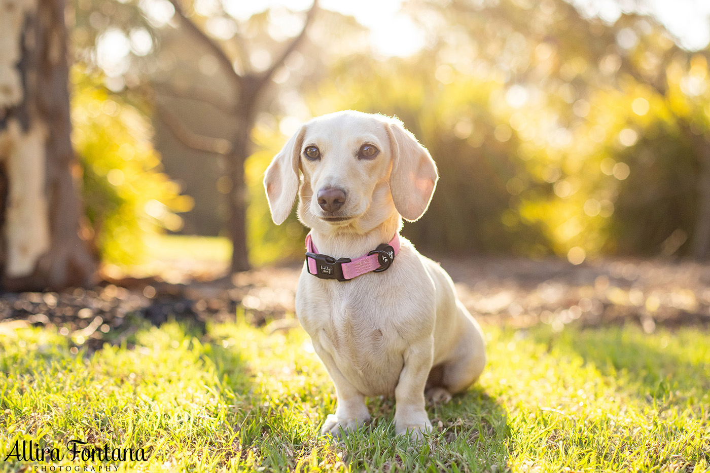 Forever Dachshund's photo session at Fagan Park 