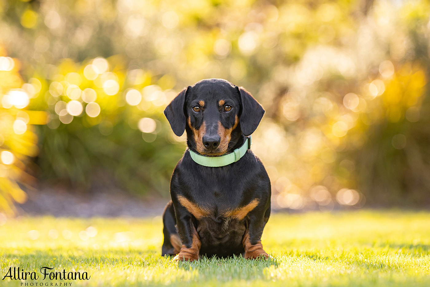 Forever Dachshund's photo session at Fagan Park 