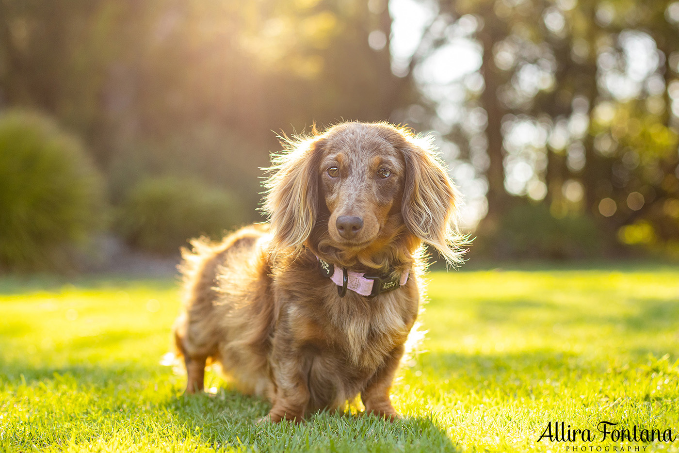 Forever Dachshund's photo session at Fagan Park 