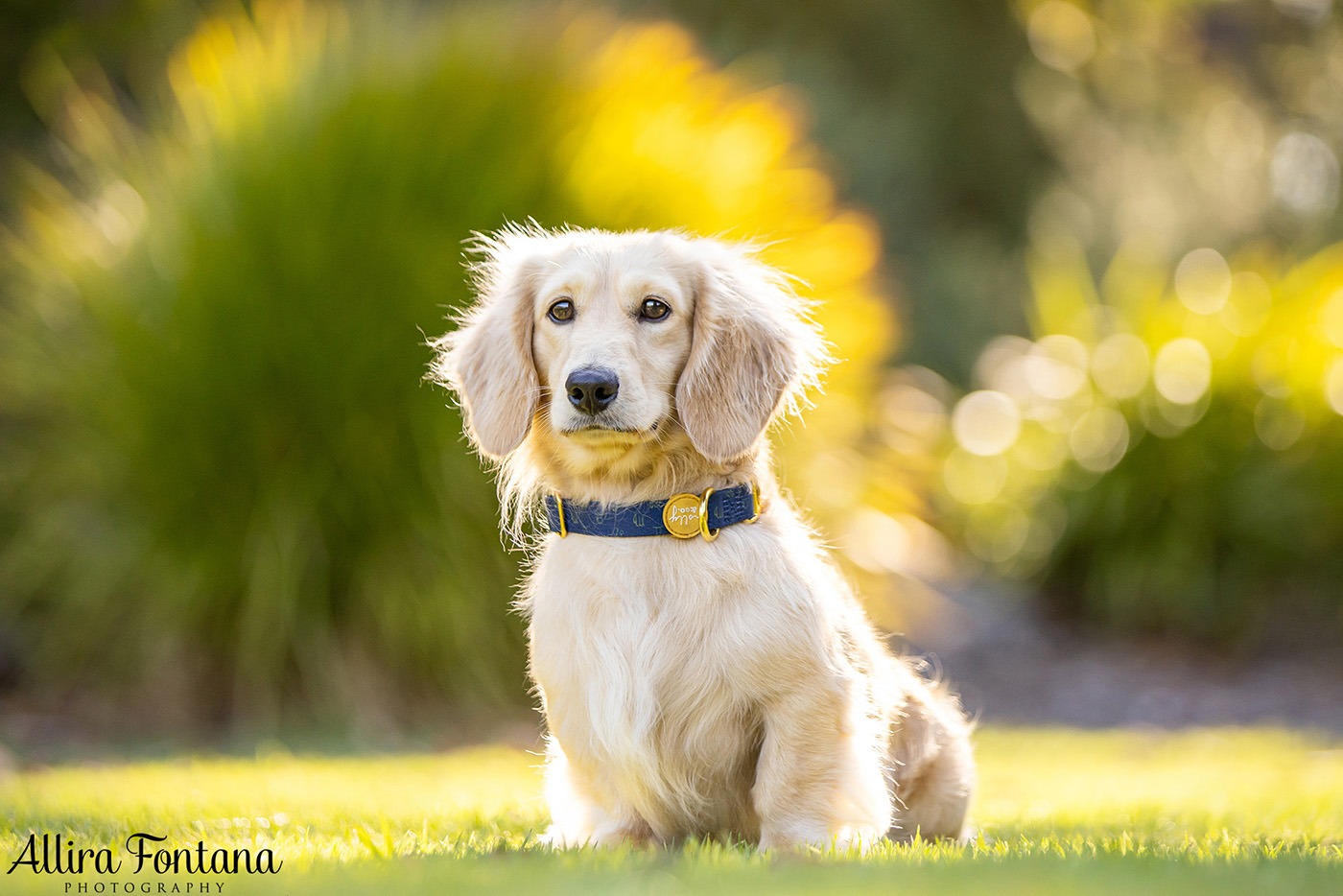 Forever Dachshund's photo session at Fagan Park 