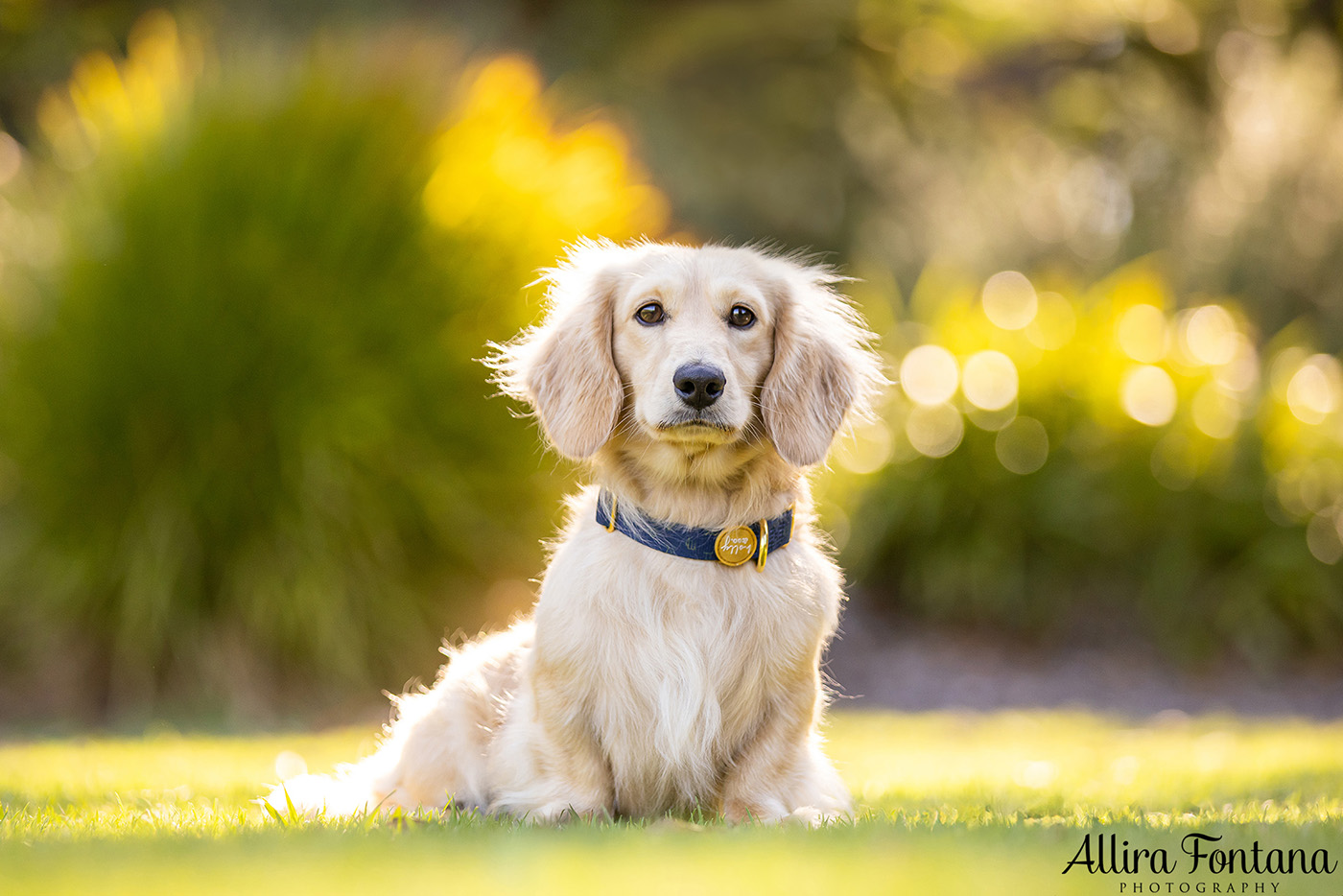 Forever Dachshund's photo session at Fagan Park 