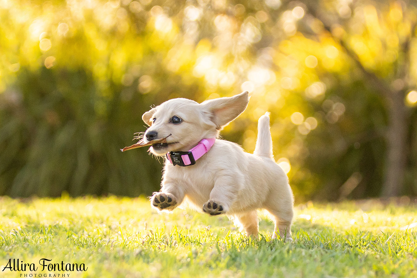 Forever Dachshund's photo session at Fagan Park 