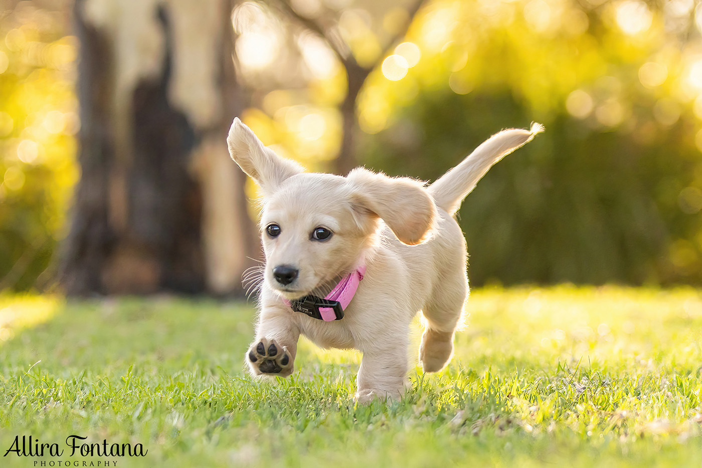 Forever Dachshund's photo session at Fagan Park 