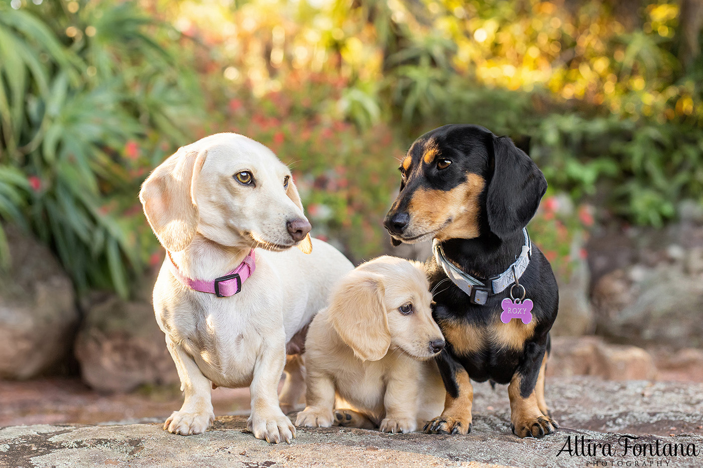 Forever Dachshund's photo session at Fagan Park 