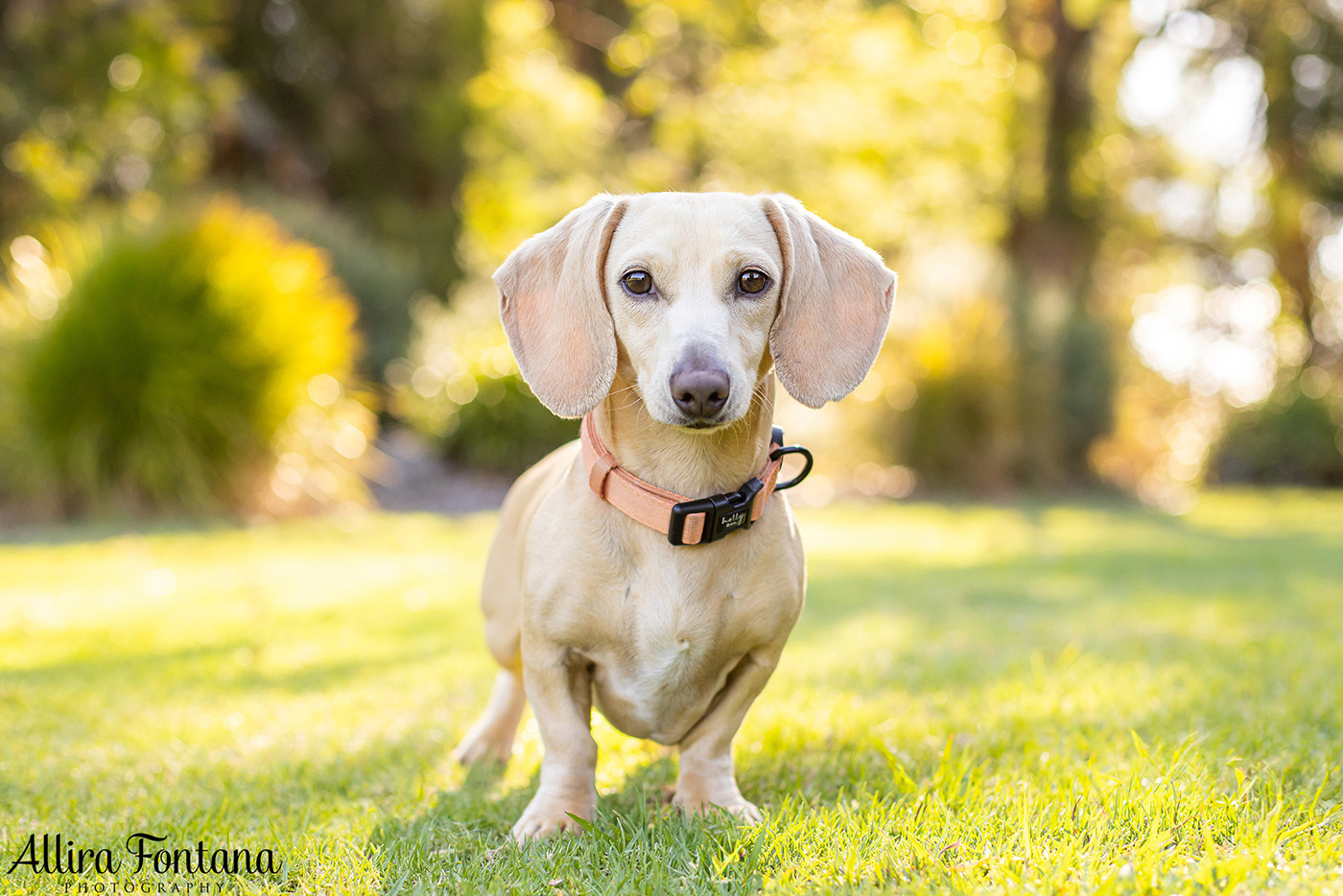 Forever Dachshund's photo session at Fagan Park 