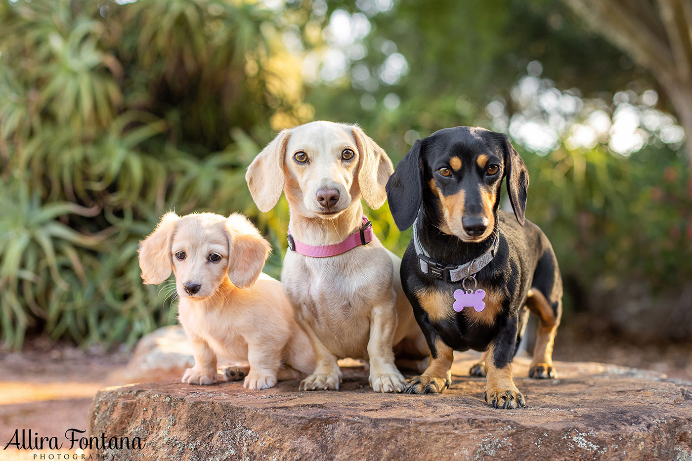 Forever Dachshund's photo session at Fagan Park 