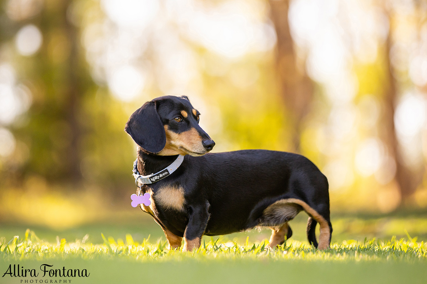 Forever Dachshund's photo session at Fagan Park 