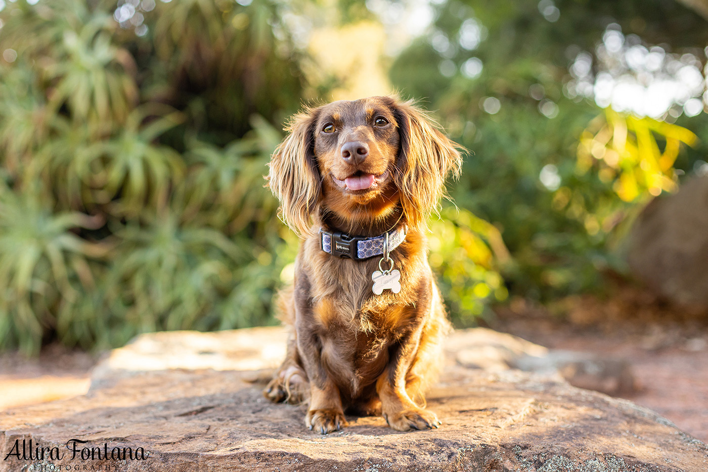 Forever Dachshund's photo session at Fagan Park 