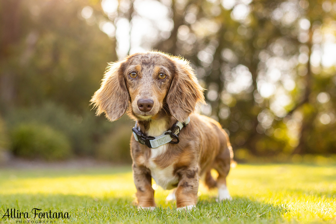 Forever Dachshund's photo session at Fagan Park 