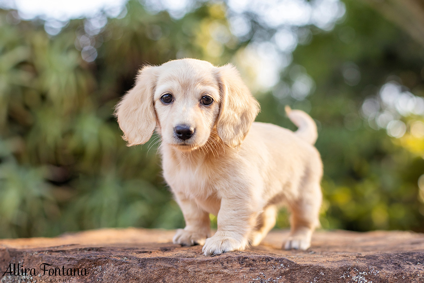 Forever Dachshund's photo session at Fagan Park 