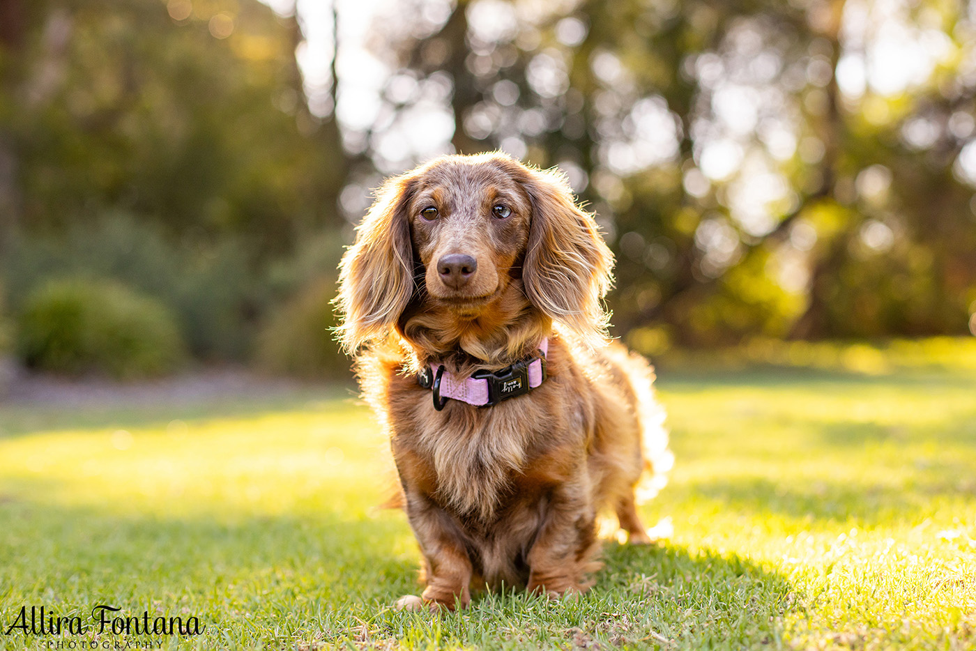 Forever Dachshund's photo session at Fagan Park 