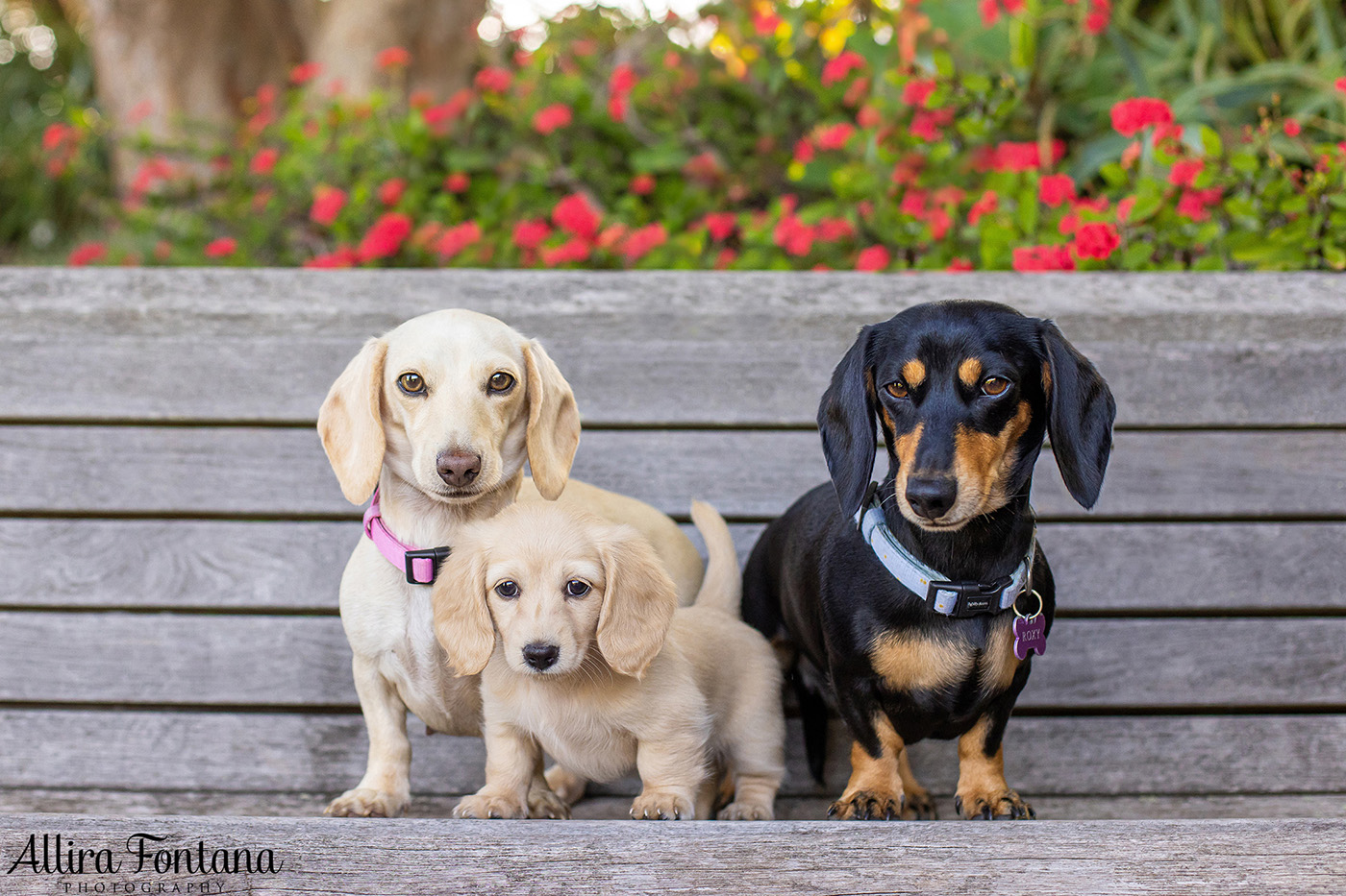 Forever Dachshund's photo session at Fagan Park 