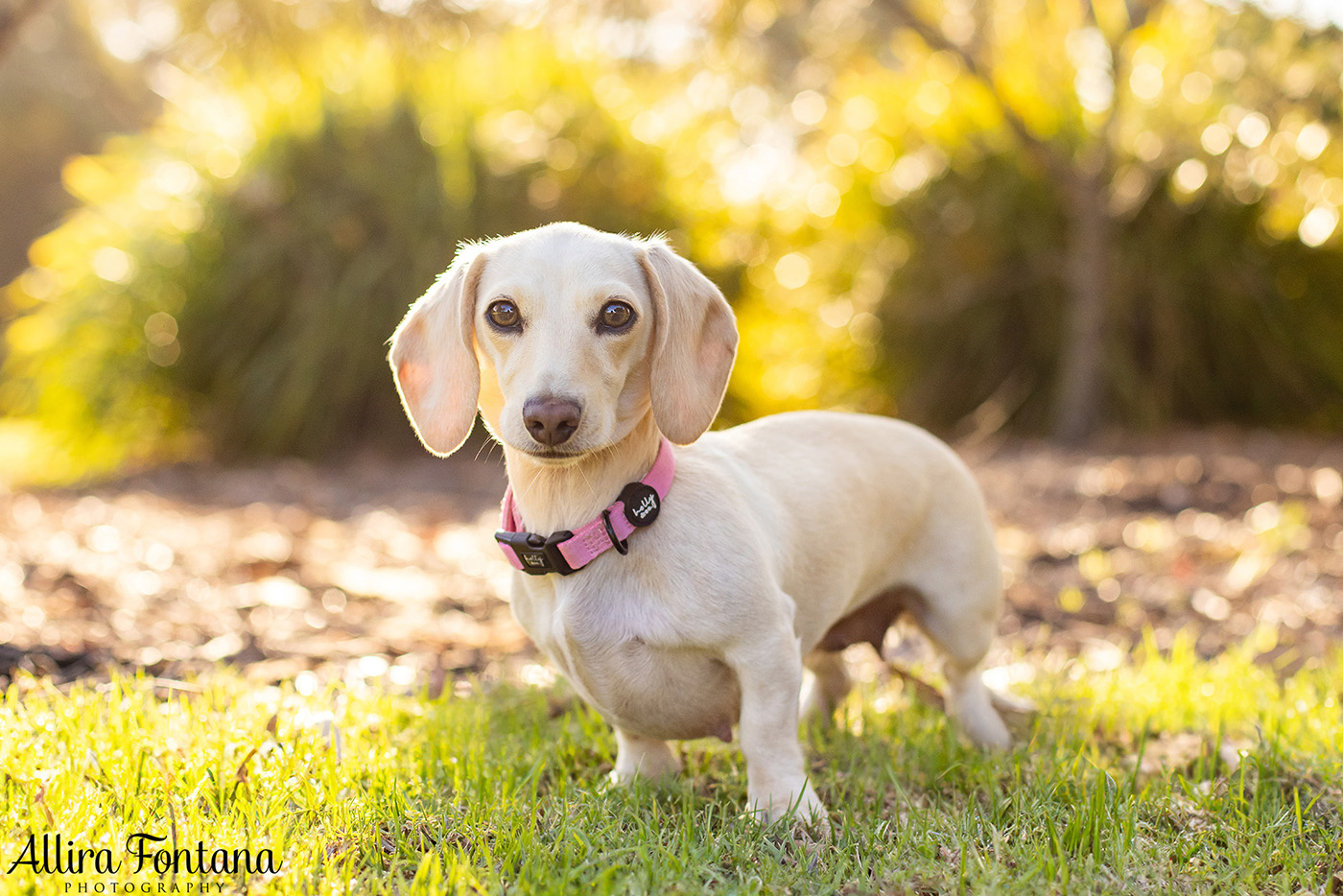 Forever Dachshund's photo session at Fagan Park 