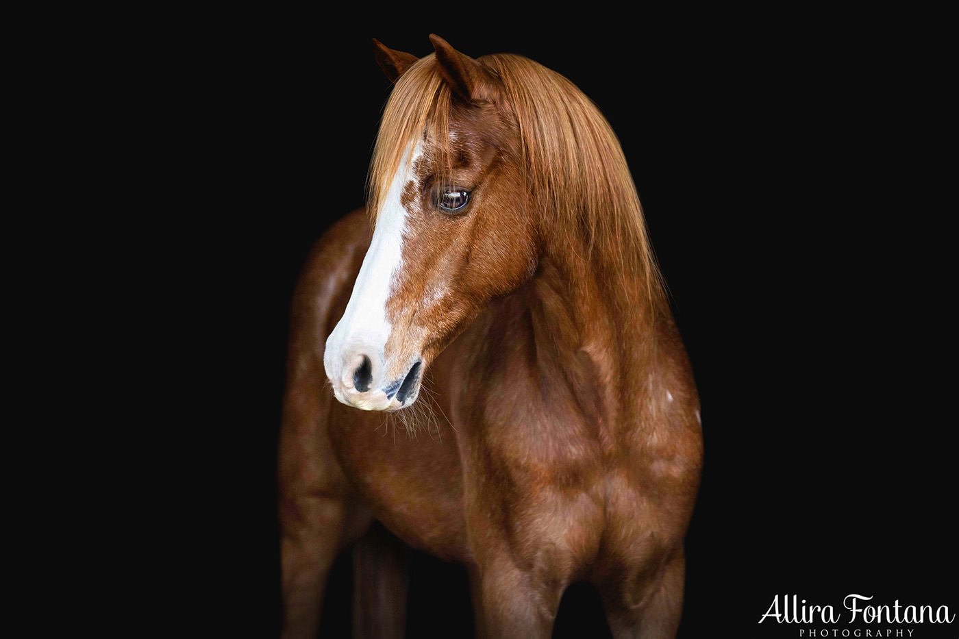 Ollie and Treasure's black background session 