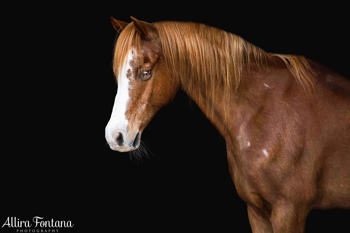 Ollie and Treasure's black background session 